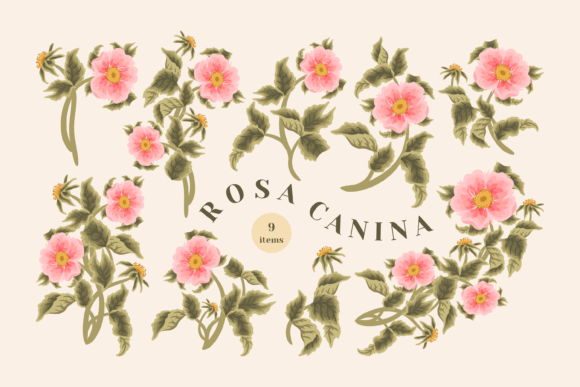 The Quiet Power of Botanical Illustration in Contemporary Visual Projects